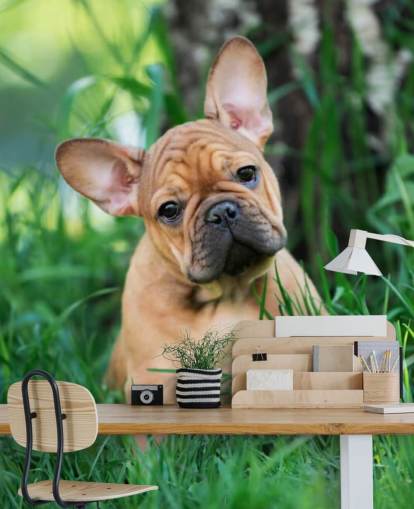 golden french bulldog puppy wallpaper golden french bulldog puppy wallpaper