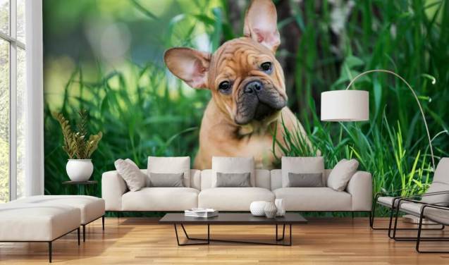 gyldne fransk bulldog hvalp tapet