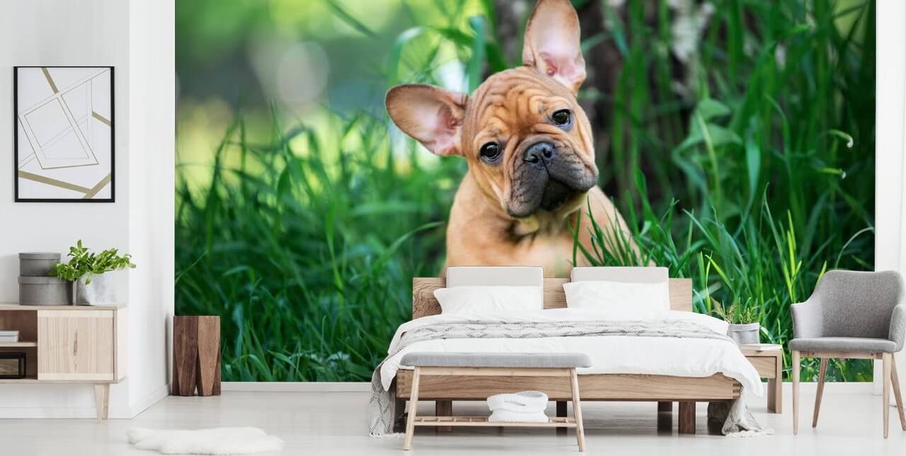gouden franse bulldog puppy behang