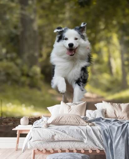 Australian shepherd dog running wallpaper Australian shepherd dog running wallpaper
