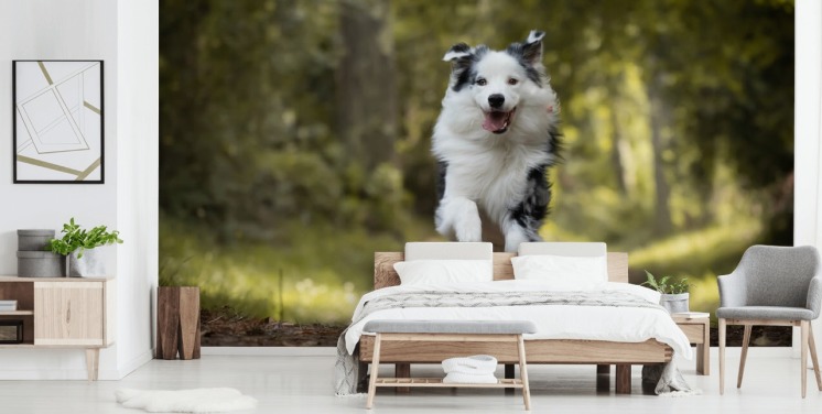 Australske hyrdehund kører tapet