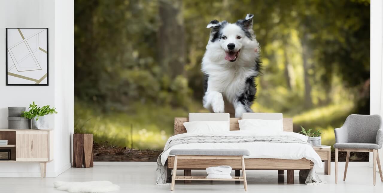 Australische herder running wallpaper