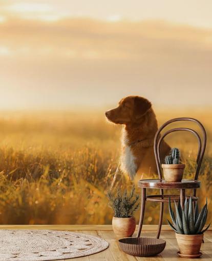 ginger retriever sat in field at sunset wallpaper ginger retriever sat in field at sunset wallpaper