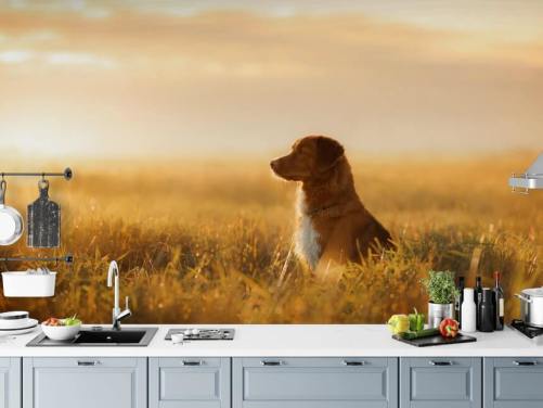 ginger retriever zat in het veld bij zonsondergang behang