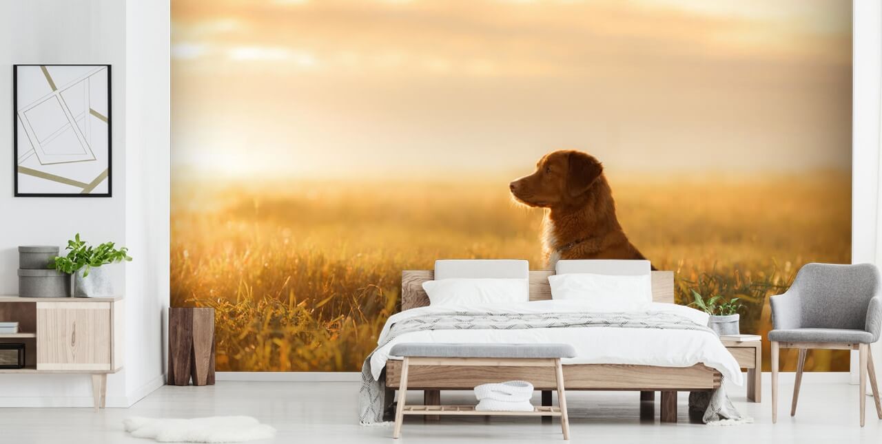 ginger retriever zat in het veld bij zonsondergang behang