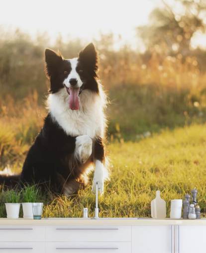 black and white border collie with raised paw in field wallpaper black and white border collie with raised paw in field wallpaper