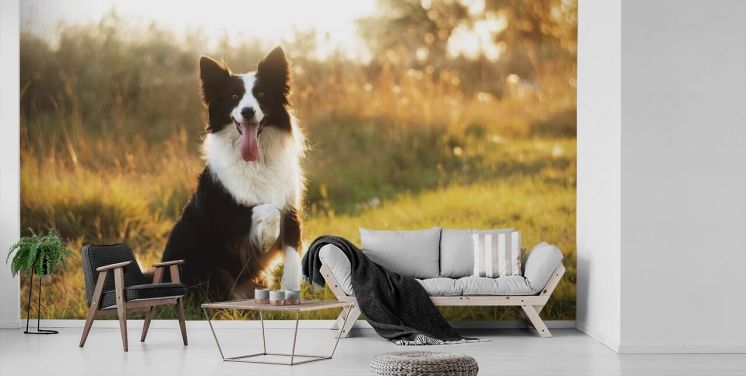 svart och vitt gräns collie med upphöjd tass i fält tapeter