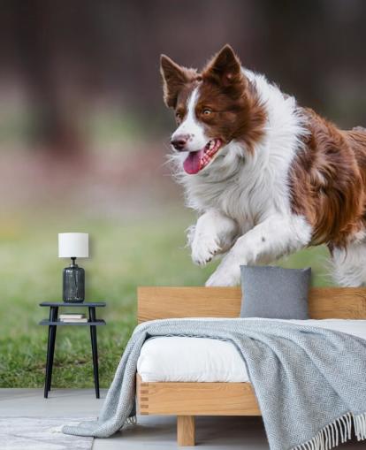 brown border collie running in field wallpaper brown border collie running in field wallpaper