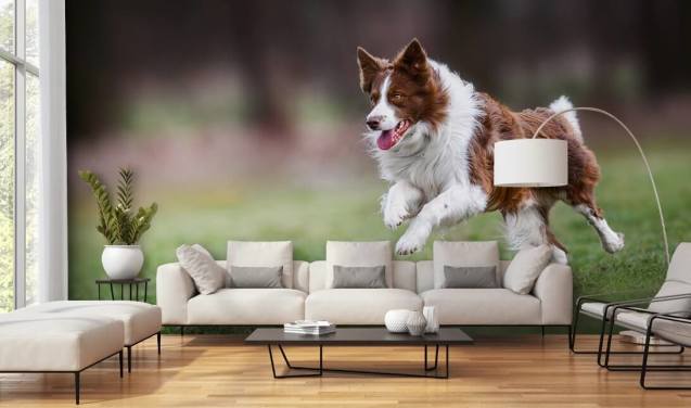 brun gräns collie körs i fält tapeter