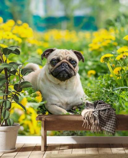 cute pug lying in dandelions wallpaper cute pug lying in dandelions wallpaper