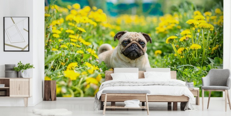 schattige mopshond liggend in paardebloemen behang