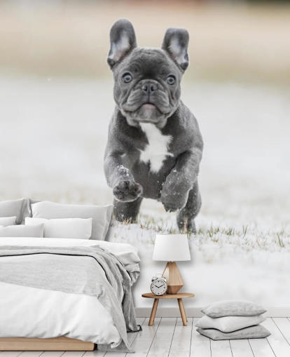 dark grey french bulldog puppy running in the snow wallpaper dark grey french bulldog puppy running in the snow wallpaper
