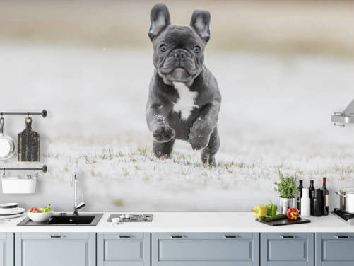 mörkgrå franska bulldog valp kör i snön tapeten