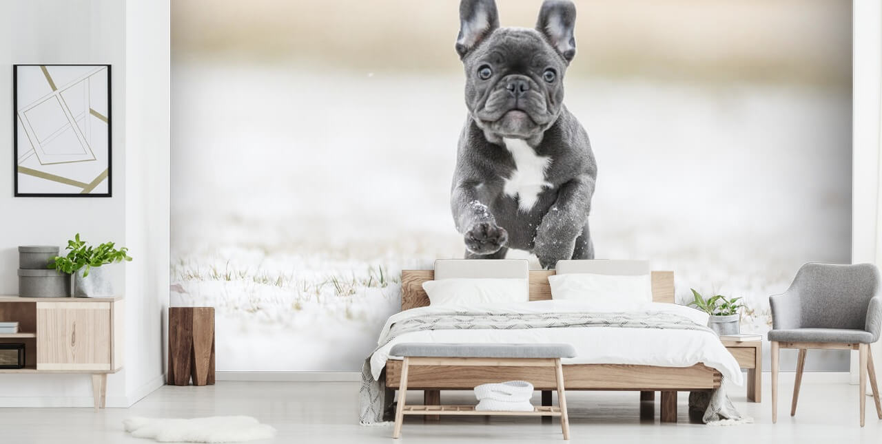 mørk grå fransk bulldog valp kjører i snøen tapet