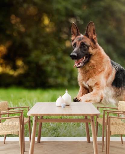 german shepherd jumping in a field wallpaper german shepherd jumping in a field wallpaper
