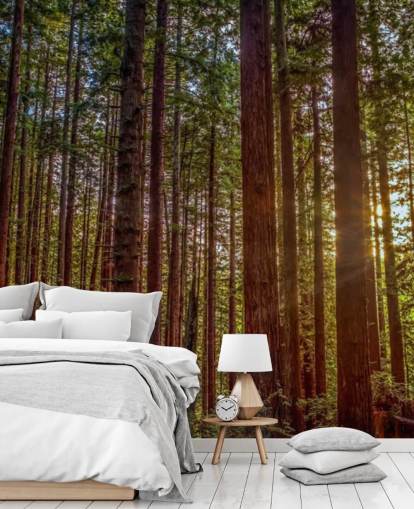 Sunlit Red Trunk Baum Wald Tapete Sunlit Red Trunk Baum Wald Tapete