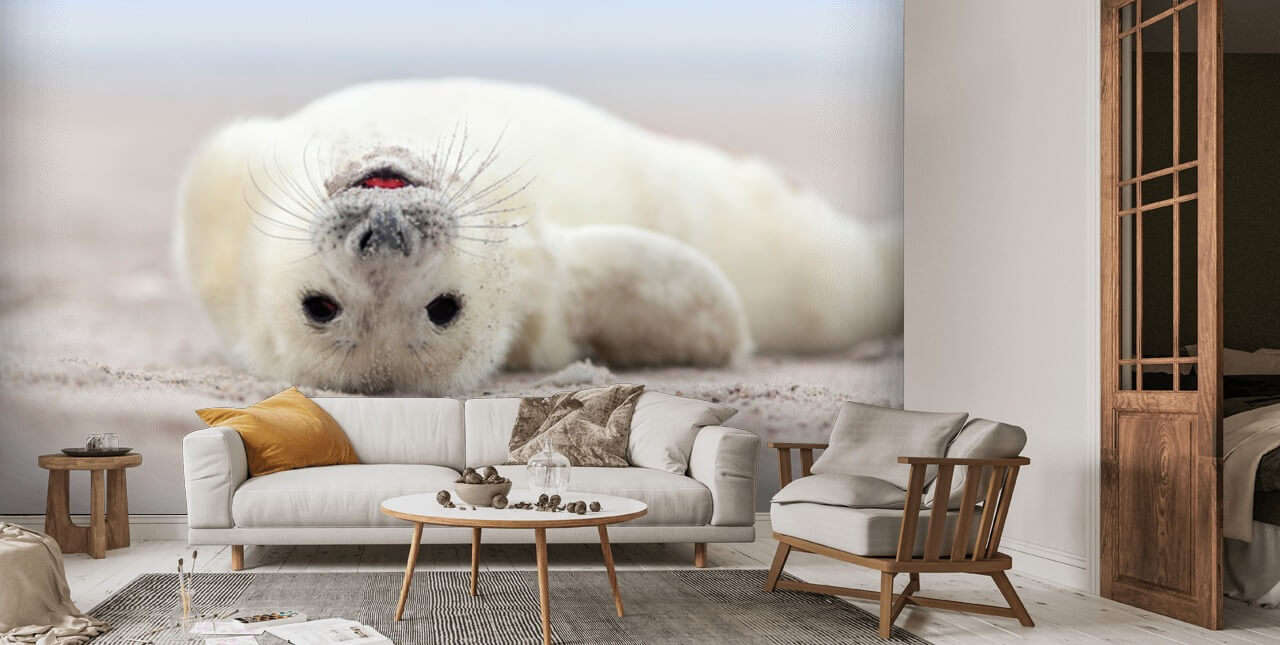 Seal Pup Mural de papel pintado