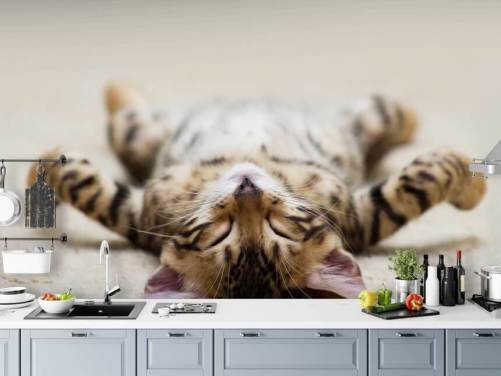 Papel Pintado Gatito