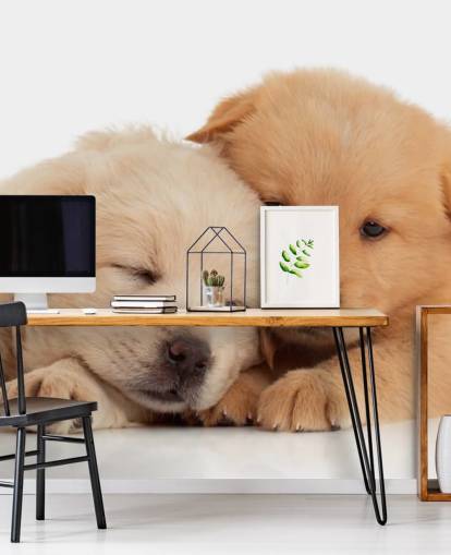 Cute Labrador Puppies Wall Mural Cute Labrador Puppies Wall Mural