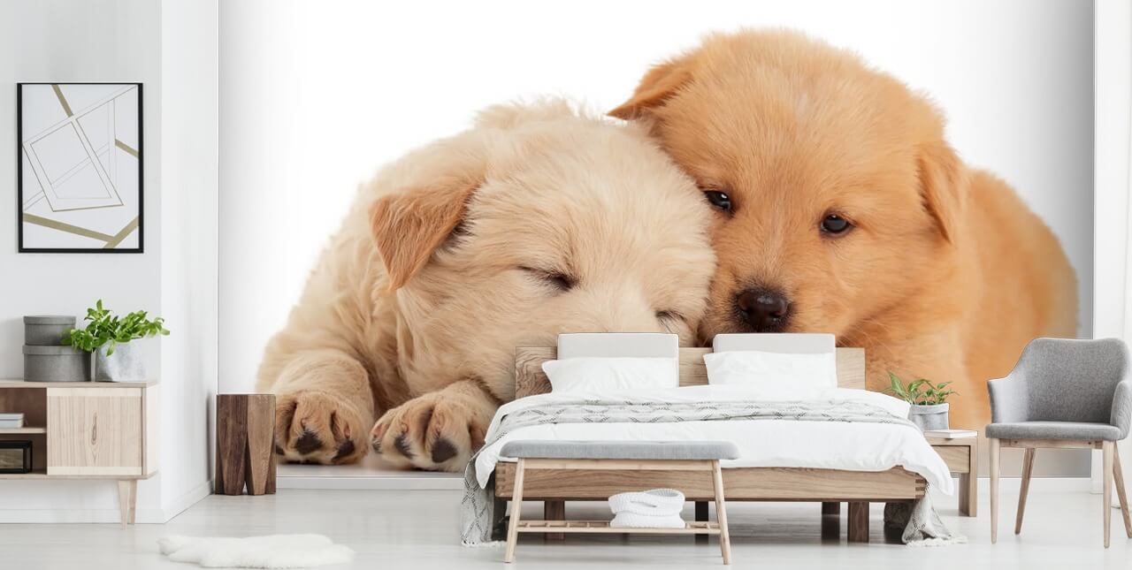 Cute Labrador Puppies Wall Mural Cute Labrador Puppies Wall Mural