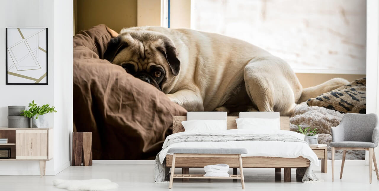 Cozy Pug Dog Wallpaper