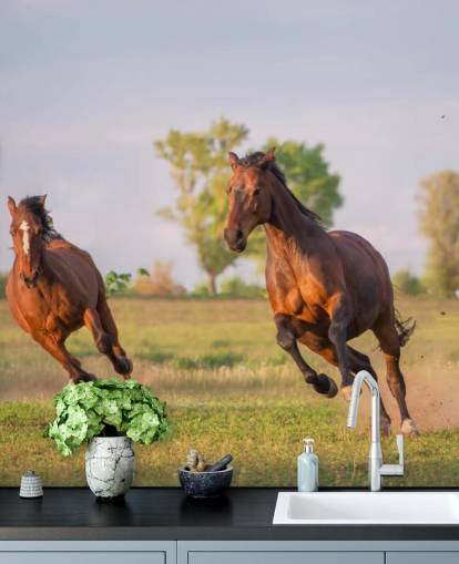 Fond d'écran Chevaux Fond d'écran Chevaux