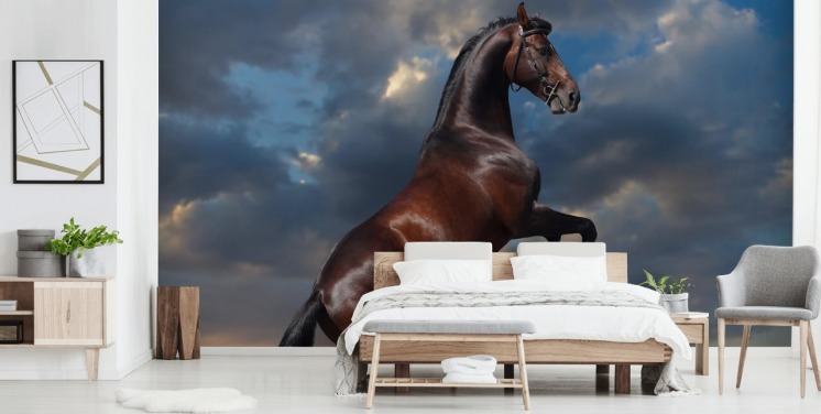 Dark Brown Horse Bucking Wall Mural