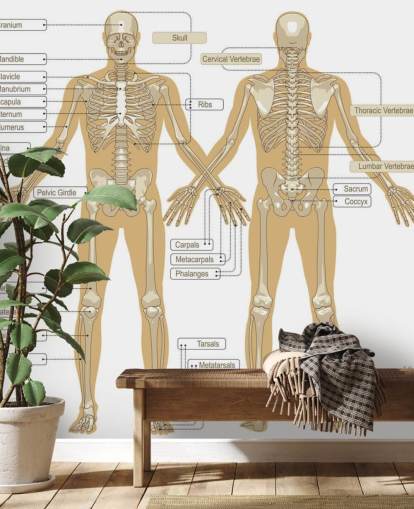 Diagram över det mänskliga skelettet väggmålning Diagram över det mänskliga skelettet väggmålning