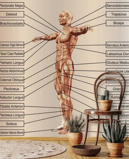 3D menselijke mannelijke anatomie met spieren en tekstmuurschildering 3D menselijke mannelijke anatomie met spieren en tekstmuurschildering