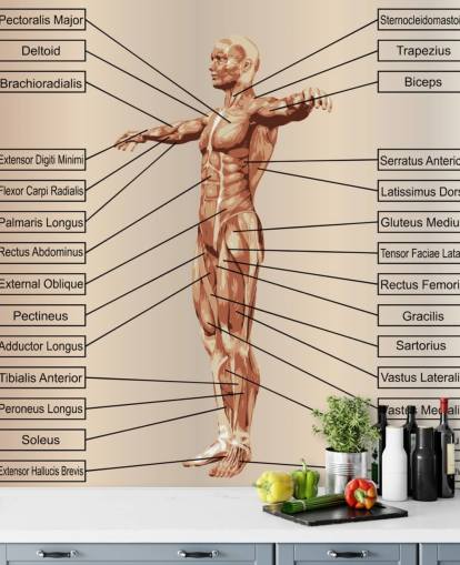 Anatomia masculina humana 3D com músculos e mural de parede de texto Anatomia masculina humana 3D com músculos e mural de parede de texto