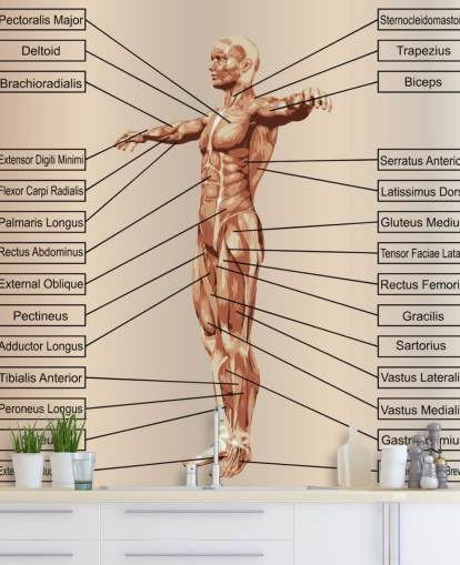 3D Human Male Anatomy with Muscles and Text Wall Mural 3D Human Male Anatomy with Muscles and Text Wall Mural