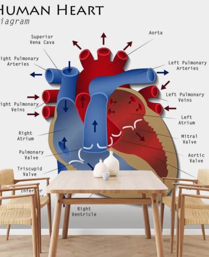 Mänskligt hjärta Diagram Väggmålning Mänskligt hjärta Diagram Väggmålning