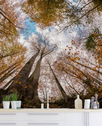 herfstbos uitzicht vanaf de grond behang herfstbos uitzicht vanaf de grond behang