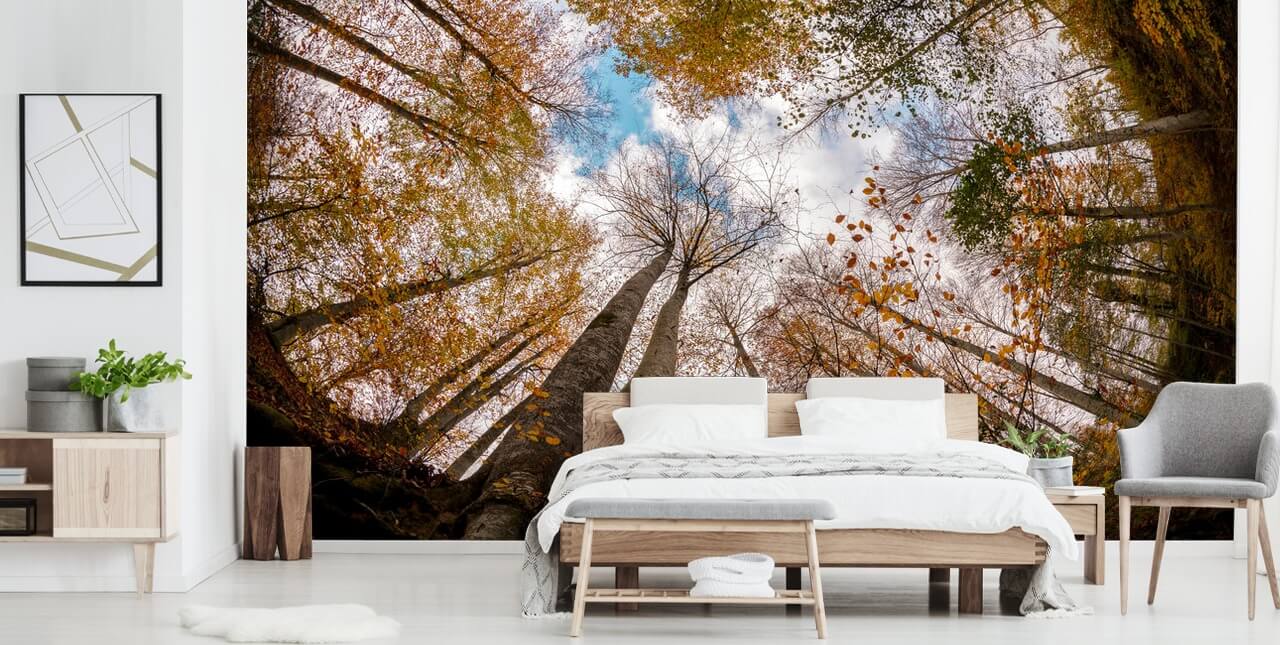 Circular Forest Forest Wallpaper