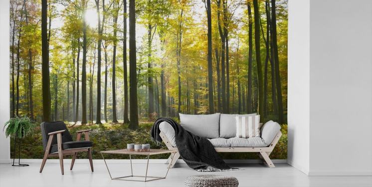 Forest Wallpaper & Tree Wall Murals | Wallsauce US