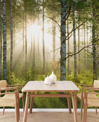 green customisable forest wallpaper mural called Birch Forest Sunlight for bedrooms and offices green customisable forest wallpaper mural called Birch Forest Sunlight for bedrooms and offices
