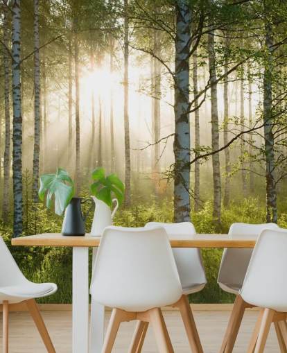 green customizable forest wallpaper mural called Birch Forest Sunlight for bedrooms and offices green customizable forest wallpaper mural called Birch Forest Sunlight for bedrooms and offices