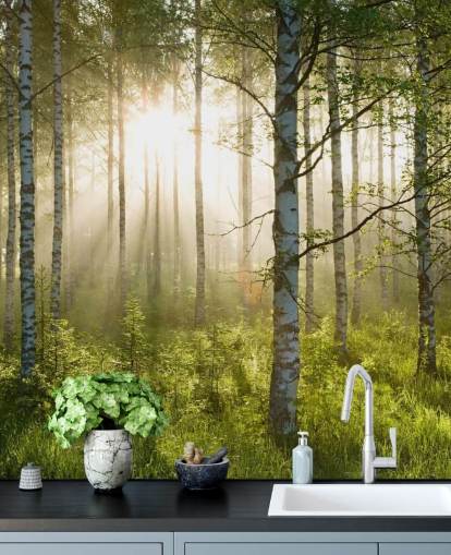 green customisable forest wallpaper mural called Birch Forest Sunlight for bedrooms and offices green customisable forest wallpaper mural called Birch Forest Sunlight for bedrooms and offices