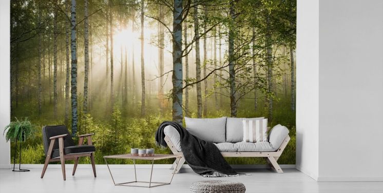 grön anpassningsbar skogstapetväggmålning kallad Birch Forest Sunlight för sovrum och kontor