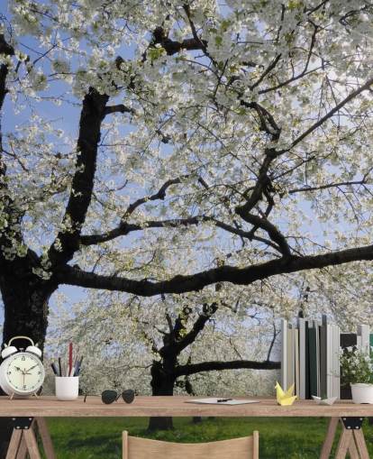Cherry Trees Wall Murals Cherry Trees Wall Murals