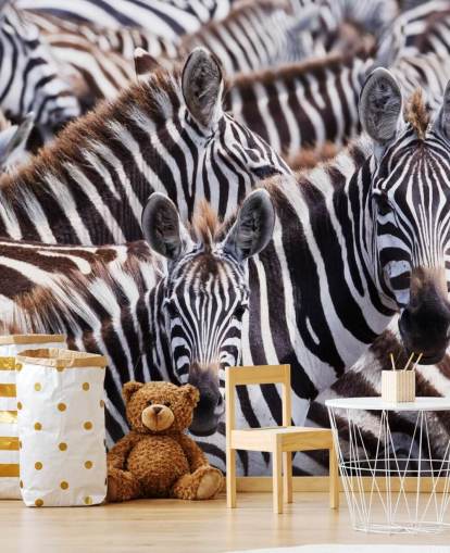 Zebra Group Wallpaper Zebra Group Wallpaper