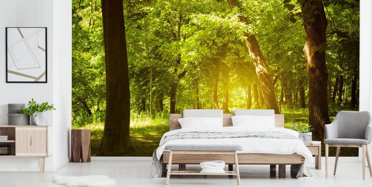 Glødende Sol i Green Forest Baggrund