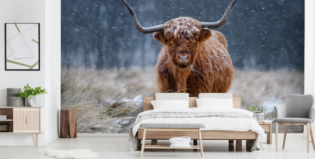 carta da parati murale personalizzata con mucca innevata chiamata Snowy Highland Cow per camere da letto e bagni carta da parati murale personalizzata con mucca innevata chiamata Snowy Highland Cow per camere da letto e bagni