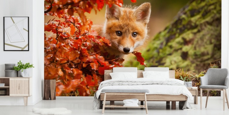 Fox Cub in Autumn Leaves Wallpaper