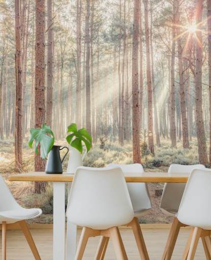 Misty Forest met zonnestralen Misty Forest met zonnestralen