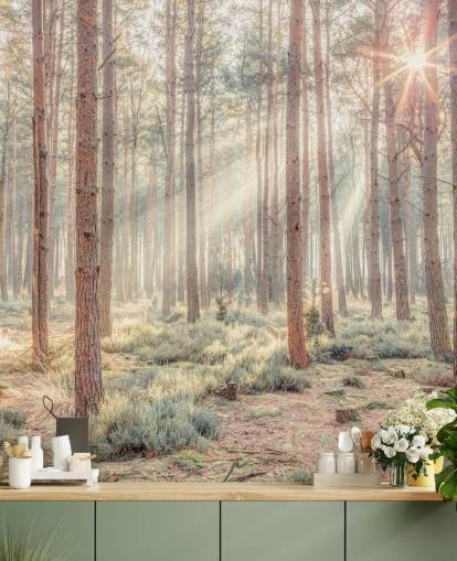 Tåkete skog med solstråler Tåkete skog med solstråler