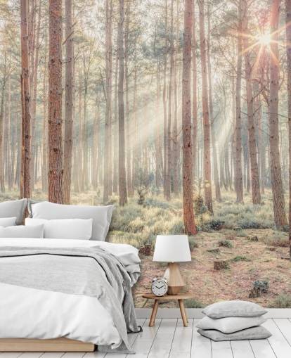 Tåget skov med solstråler Tåget skov med solstråler