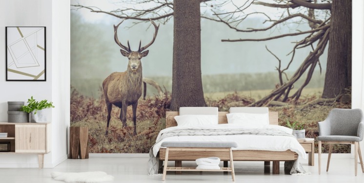 Stag i skoven
