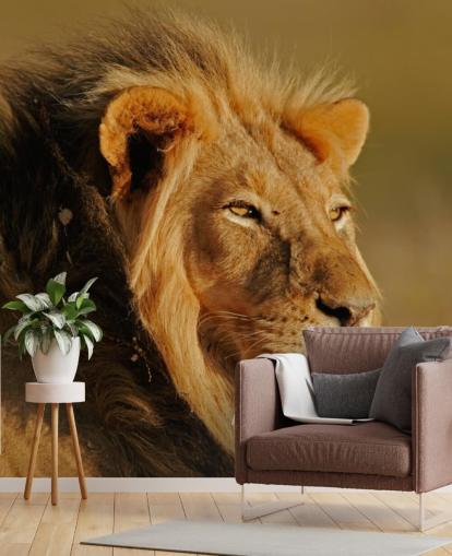 Male Lion Portrait Photography Mural Male Lion Portrait Photography Mural