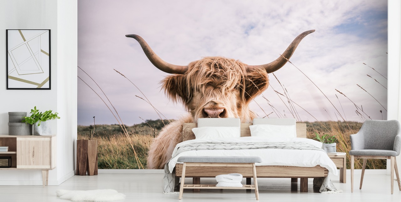 brown custom cow wallpaper mural called Scottish Highland Cow for homes and offices